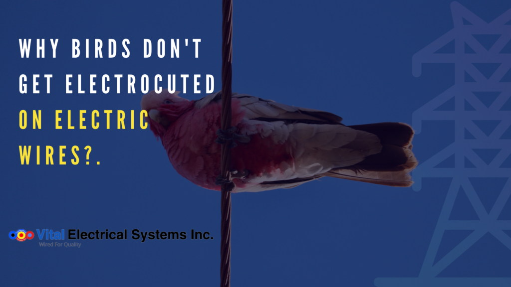 Social Media Post About Why Birds don't get electrocuted on a wire